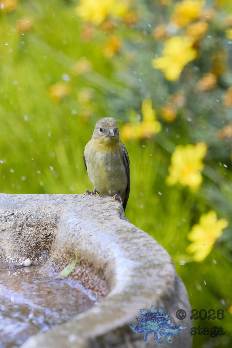 Lesser Goldfinch