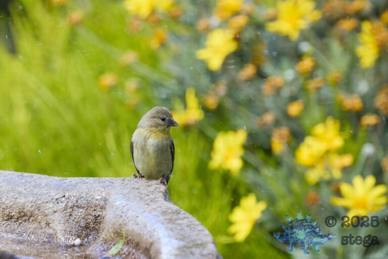 Lesser Goldfinch