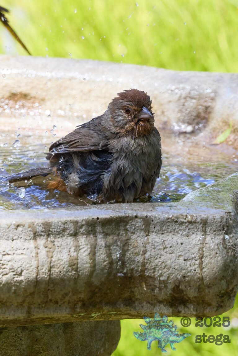 California Towhee