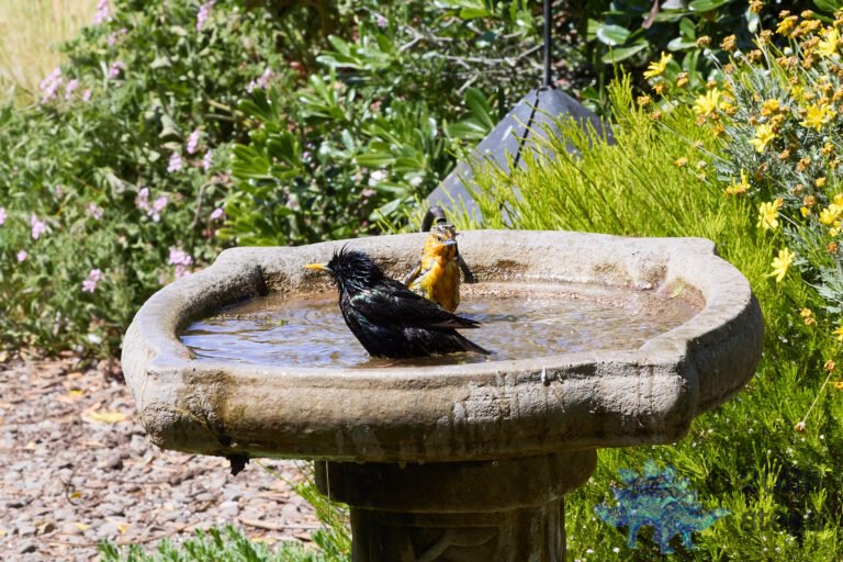 Bullock’s Oriole, European Starling
