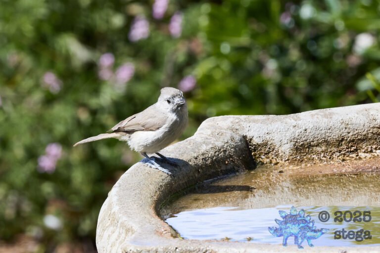 Oak Titmouse