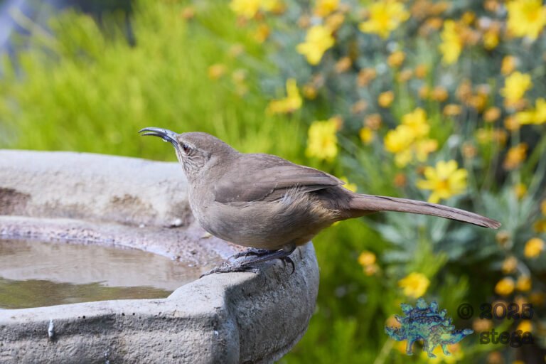 California Thrasher