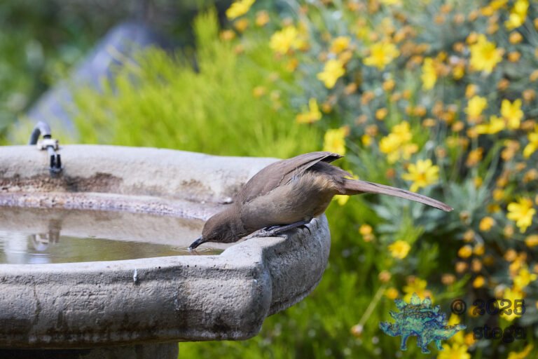 California Thrasher