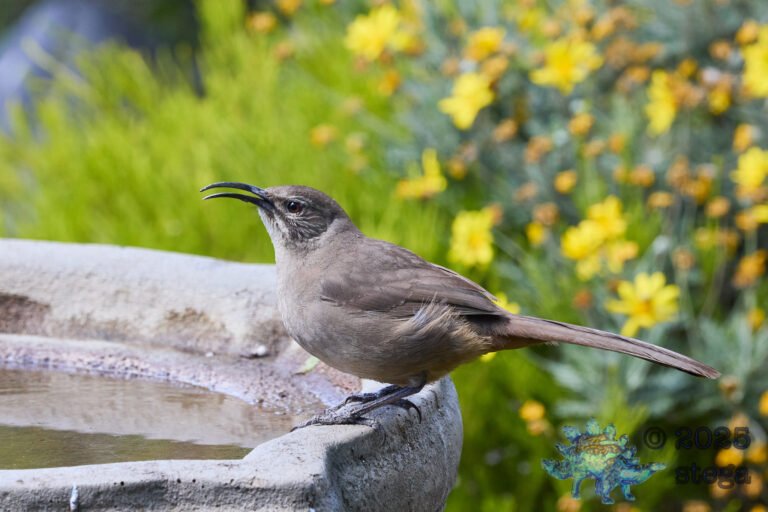 California Thrasher