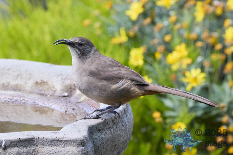 California Thrasher