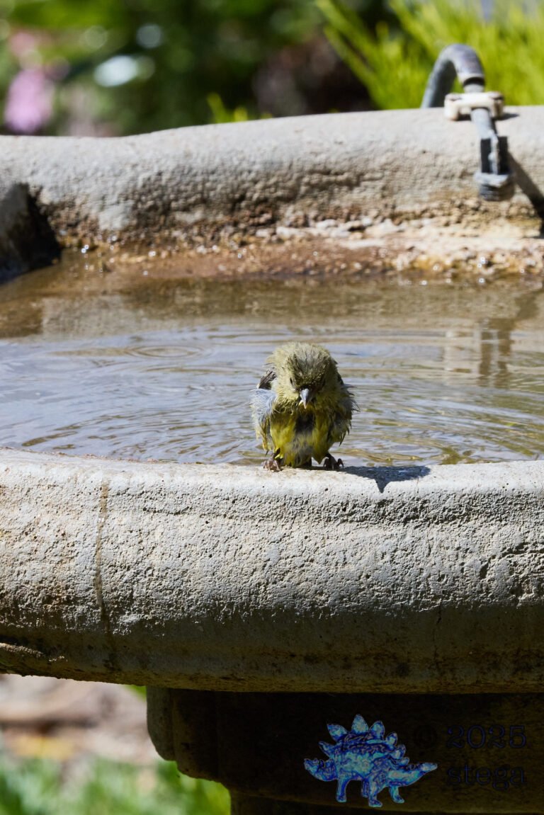 Lesser Goldfinch