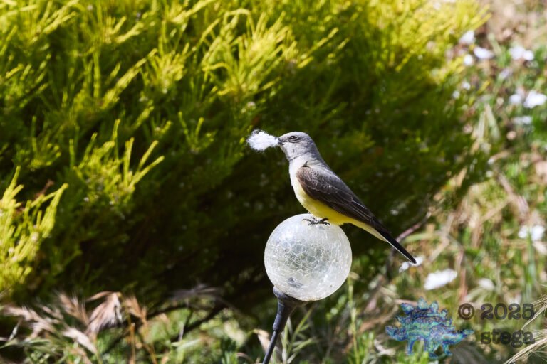 Western Kingbird