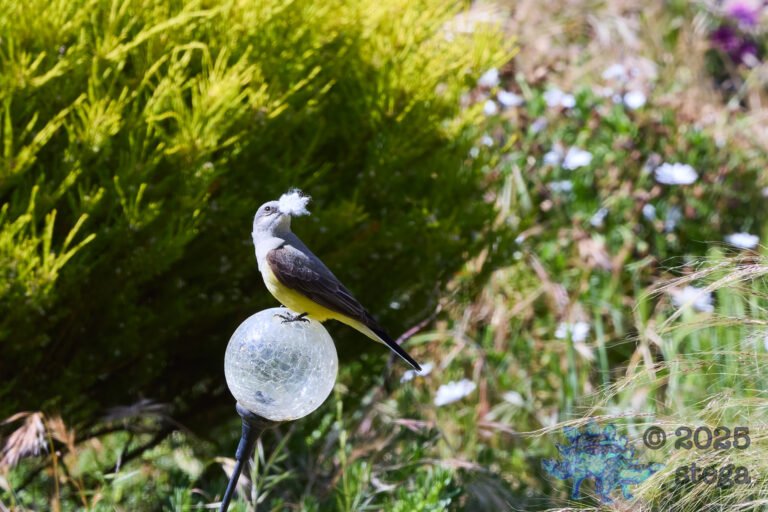 Western Kingbird