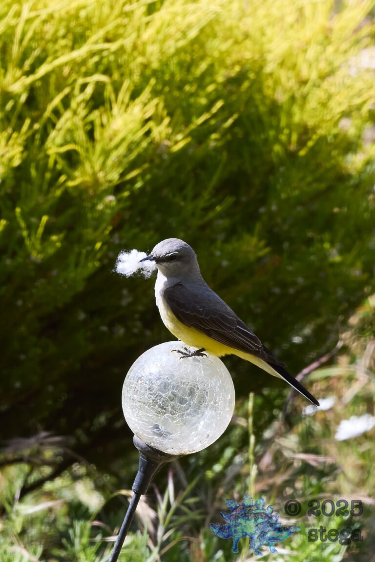 Western Kingbird