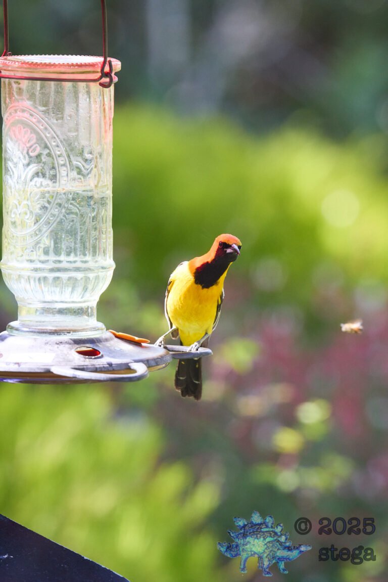Hooded Oriole