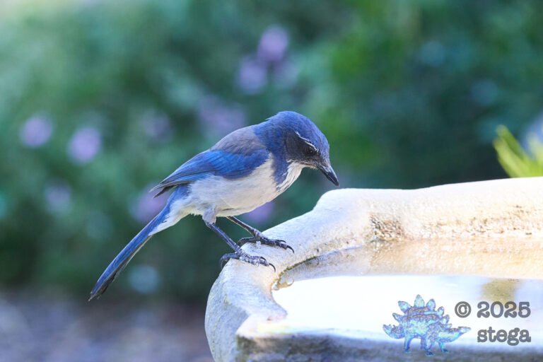 California Scrub Jay