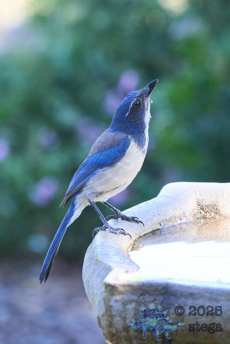 California Scrub Jay