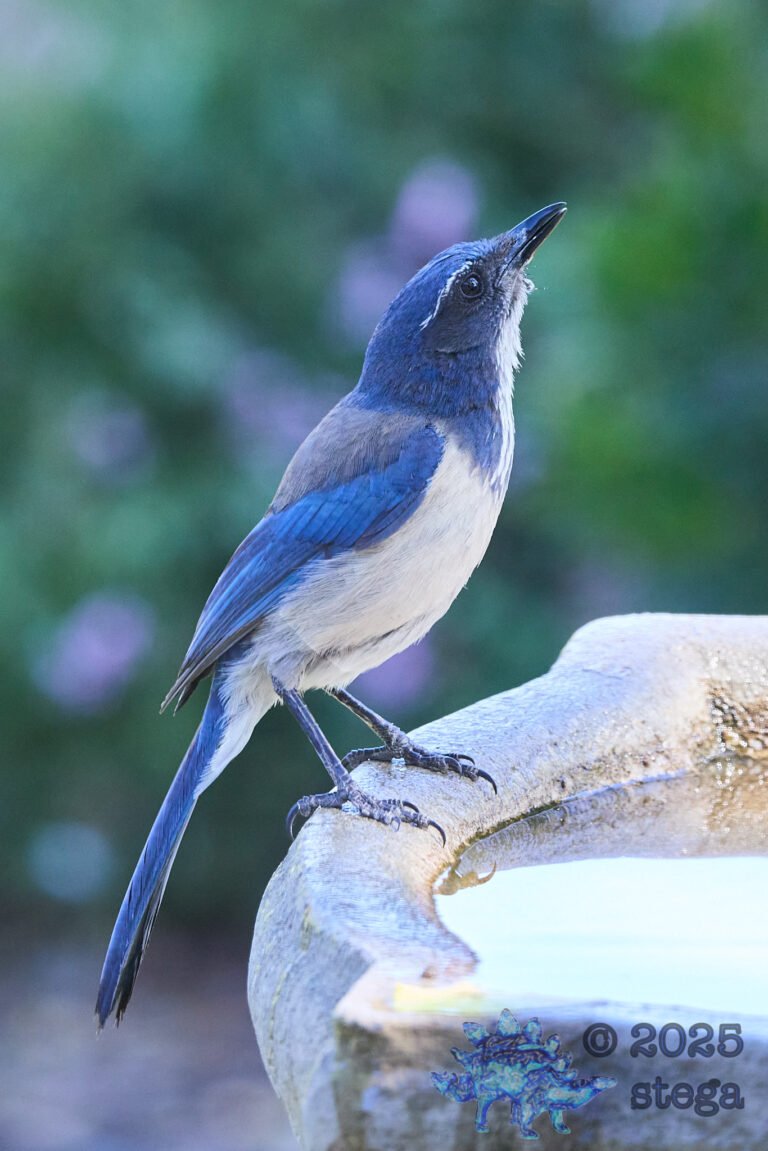 California Scrub Jay