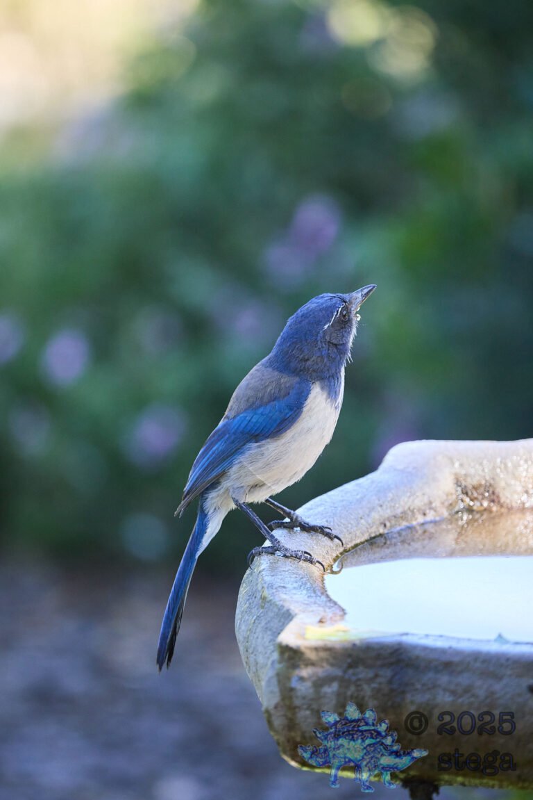 California Scrub Jay