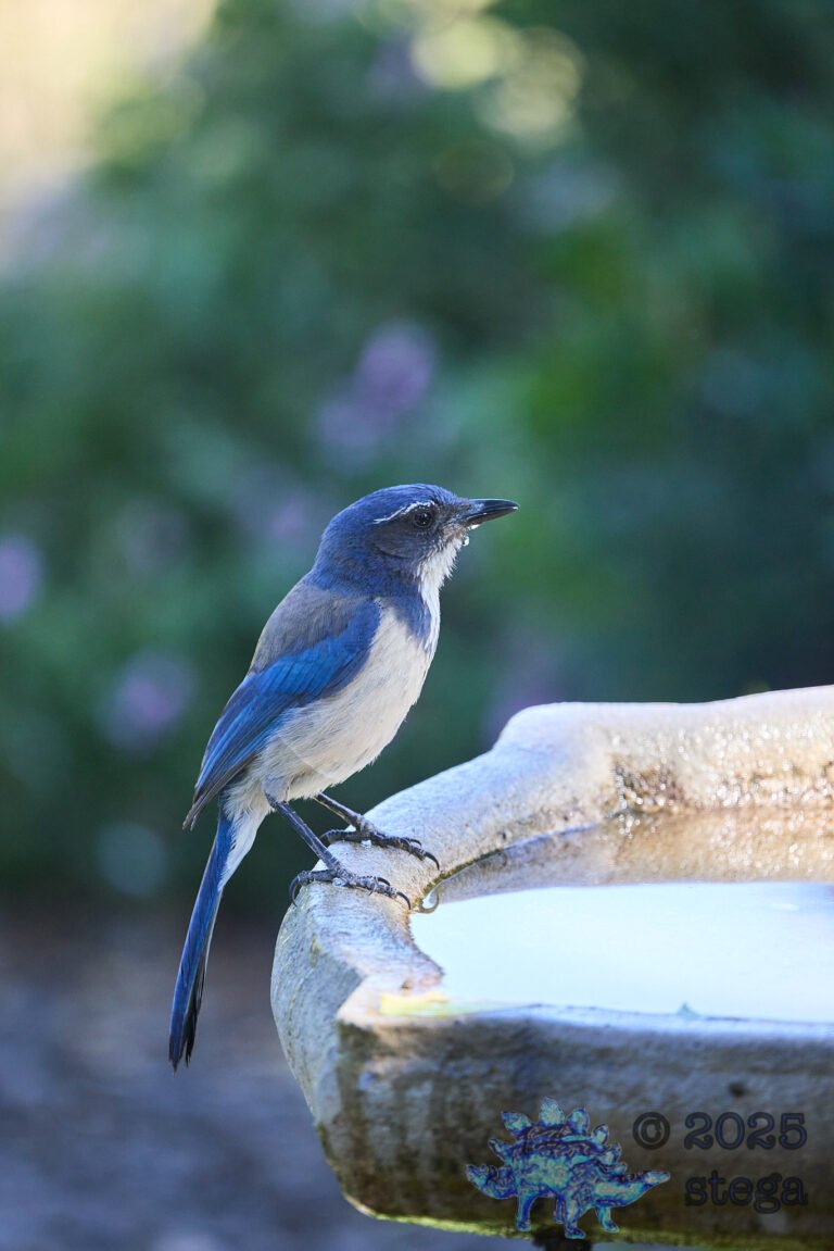 California Scrub Jay