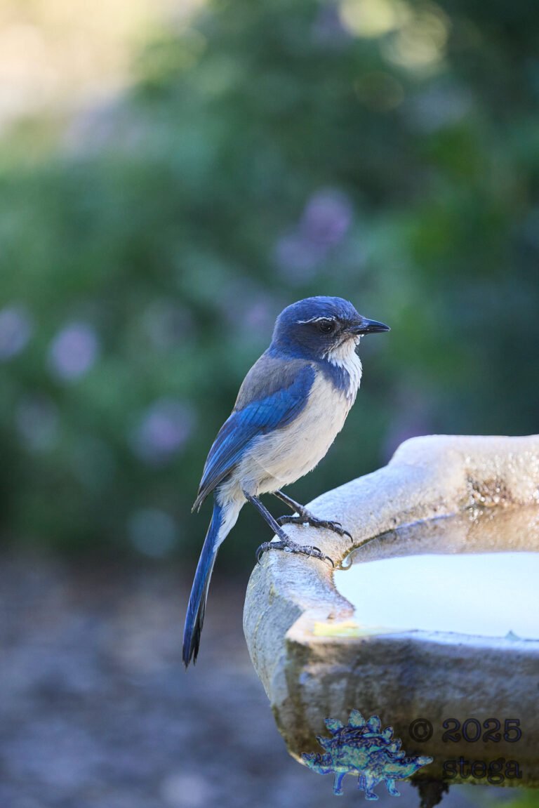 California Scrub Jay