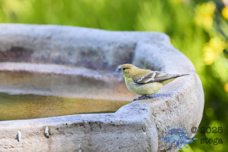 Lesser Goldfinch