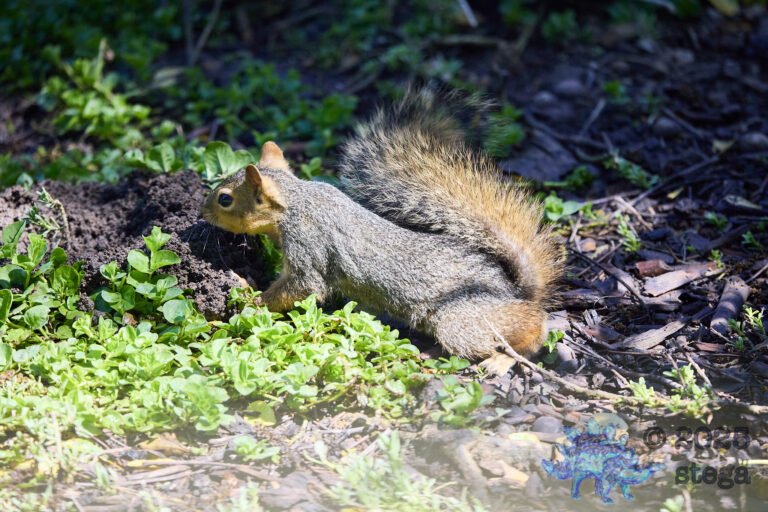 Fox Squirrel