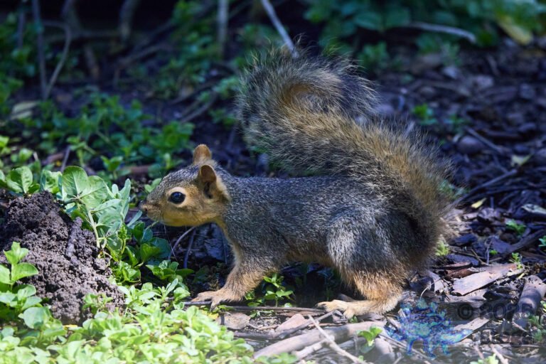 Fox Squirrel