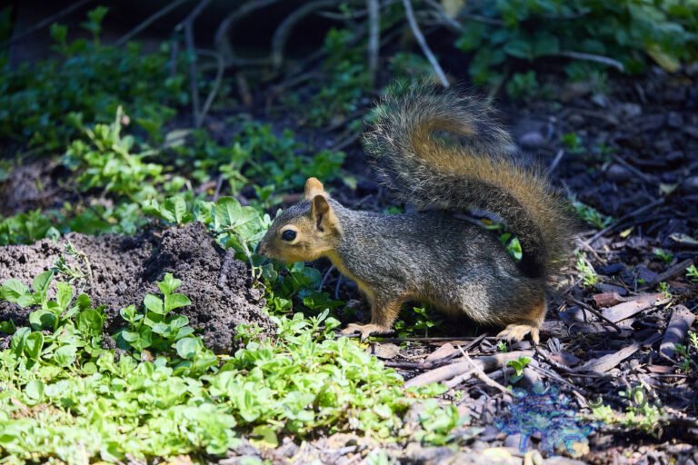 Fox Squirrel