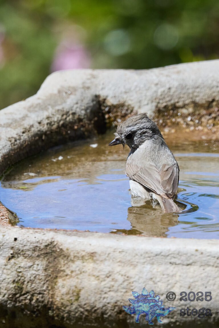 Oak Titmouse