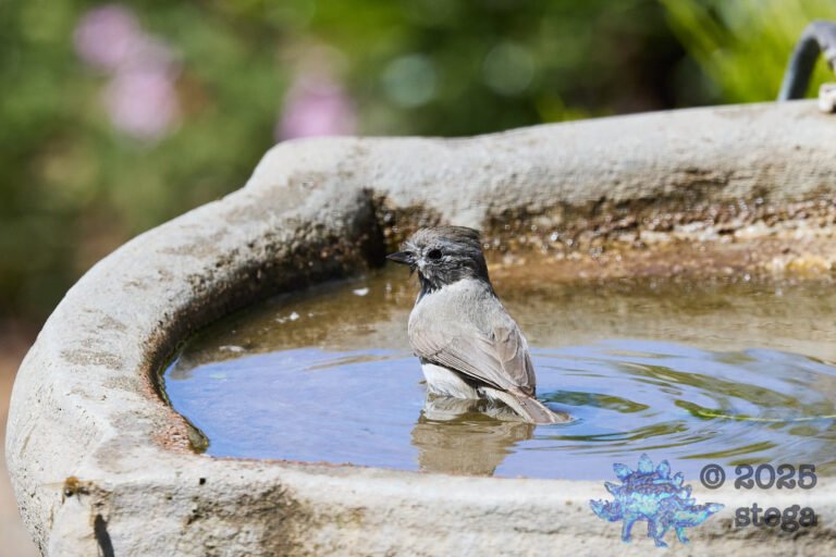 Oak Titmouse