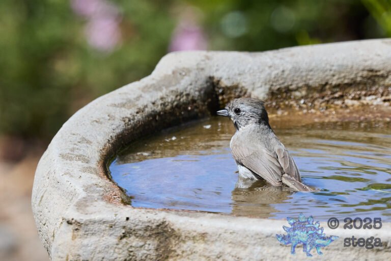 Oak Titmouse