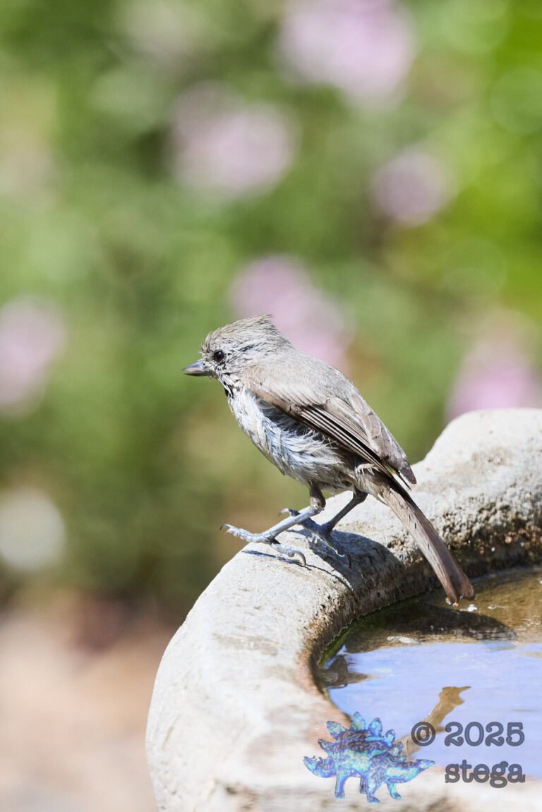 Oak Titmouse