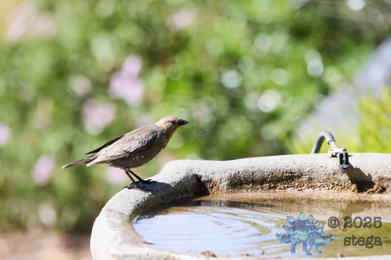 Brown-headed Cowbird