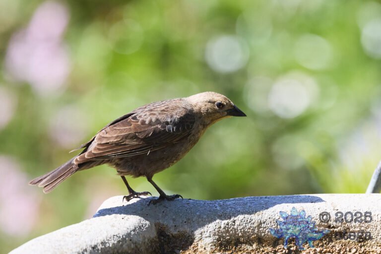 Brown-headed Cowbird