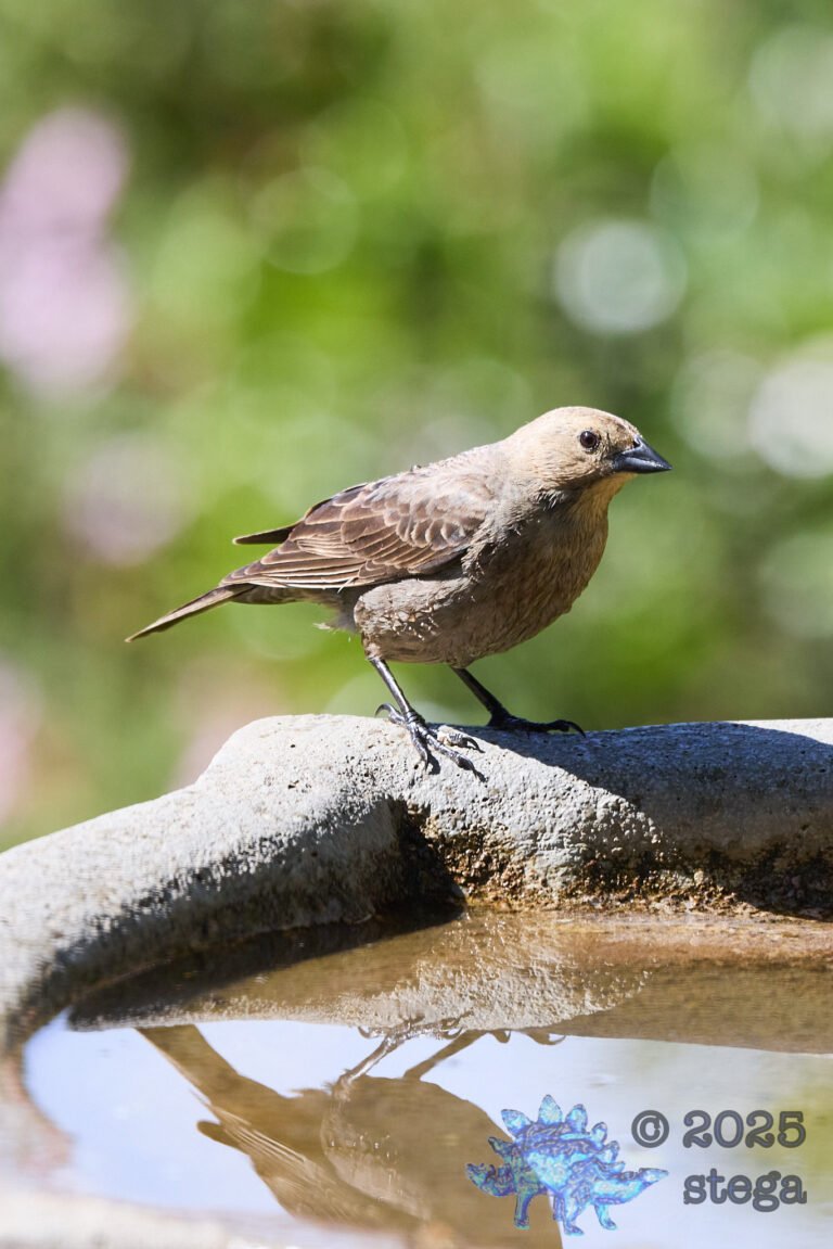 Brown-headed Cowbird