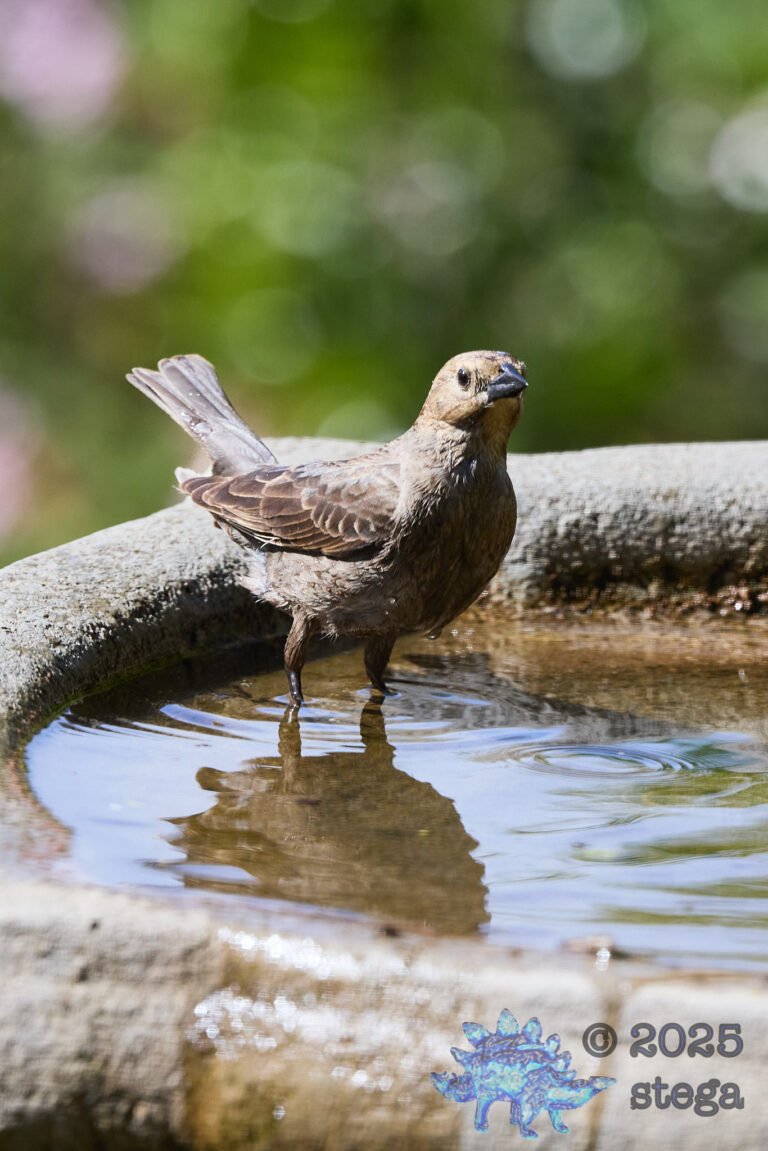 Brown-headed Cowbird