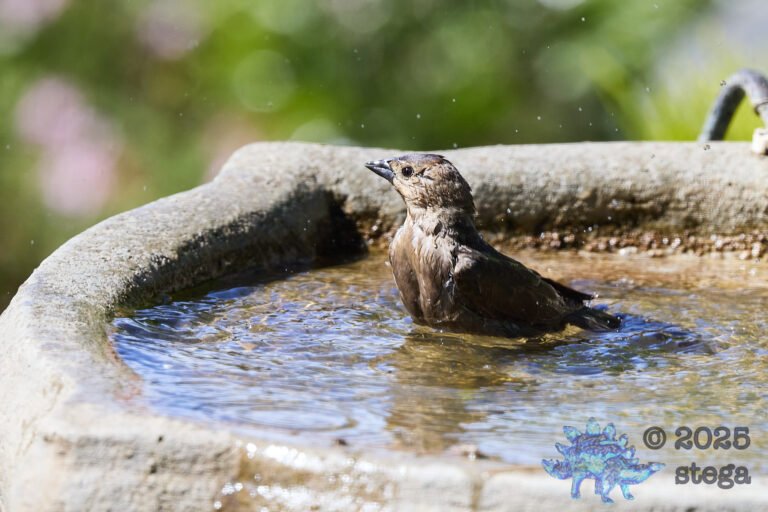 Brown-headed Cowbird