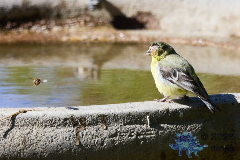 Lesser Goldfinch, Injury
