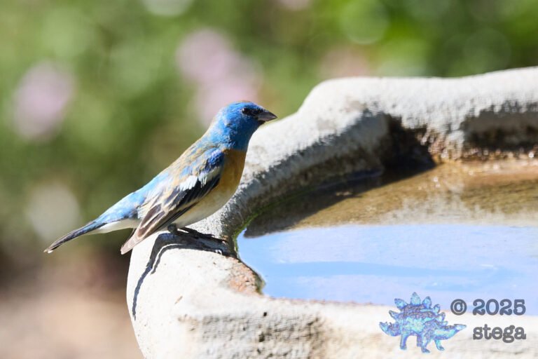 Lazuli Bunting