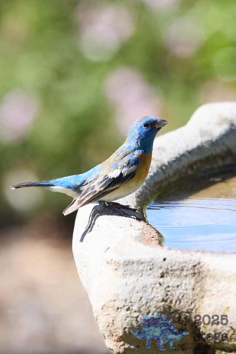 Lazuli Bunting
