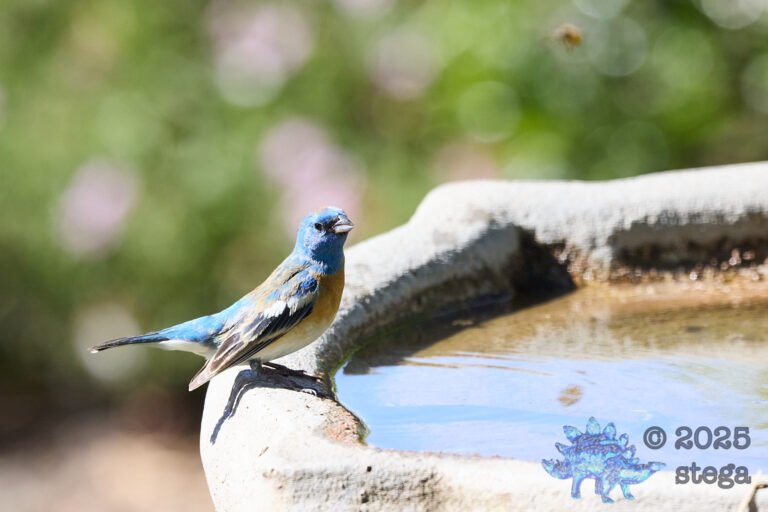 Lazuli Bunting