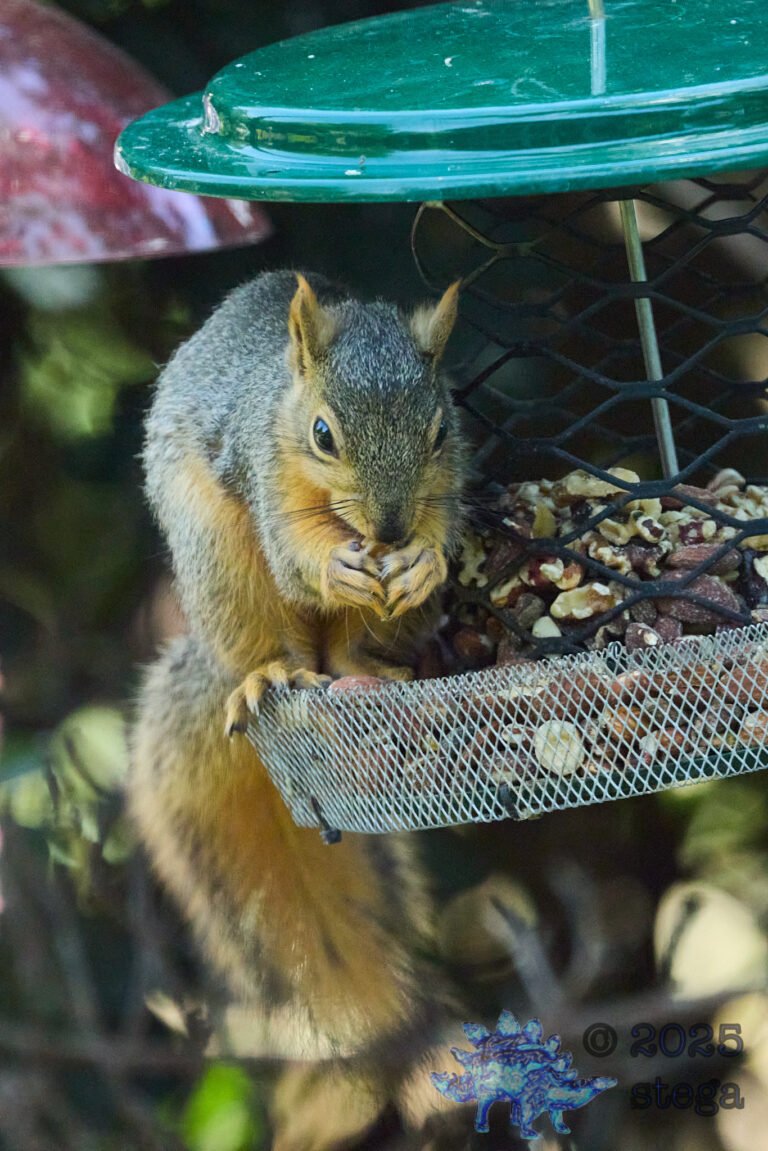 Fox Squirrel