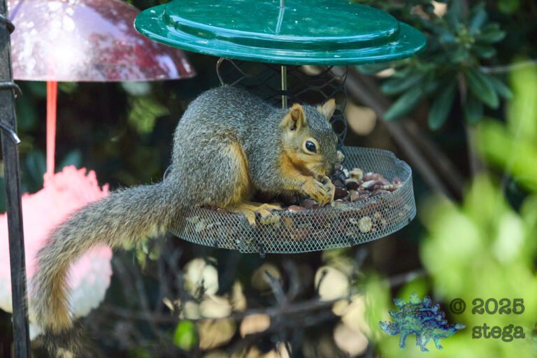 Fox Squirrel