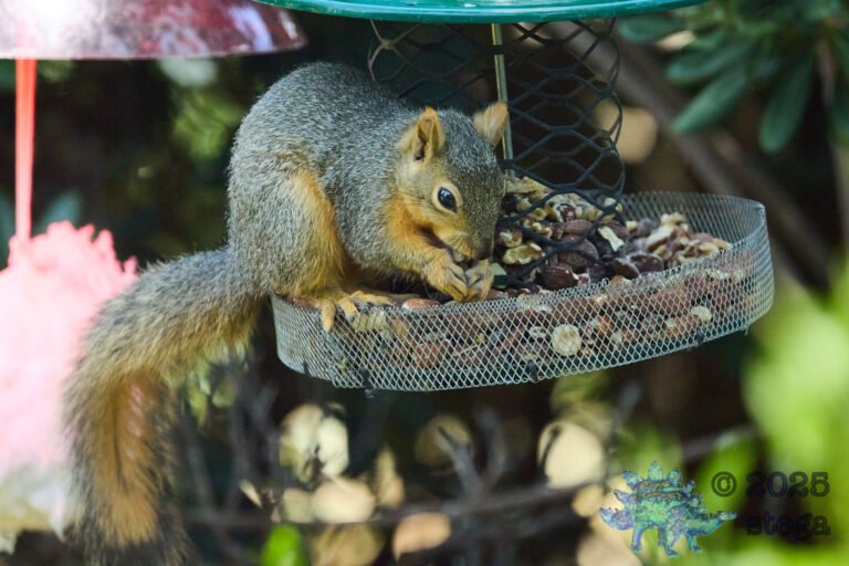 Fox Squirrel