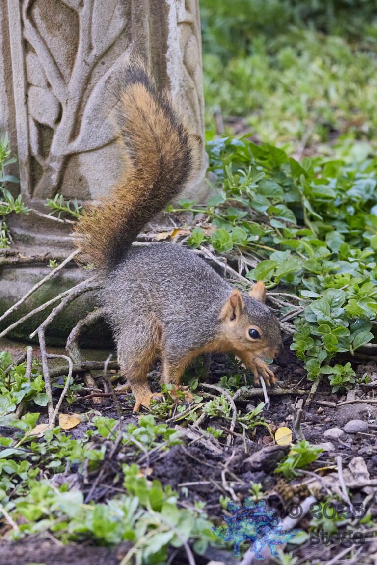 Fox Squirrel