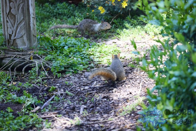 Fox Squirrel, Ground Squirrel
