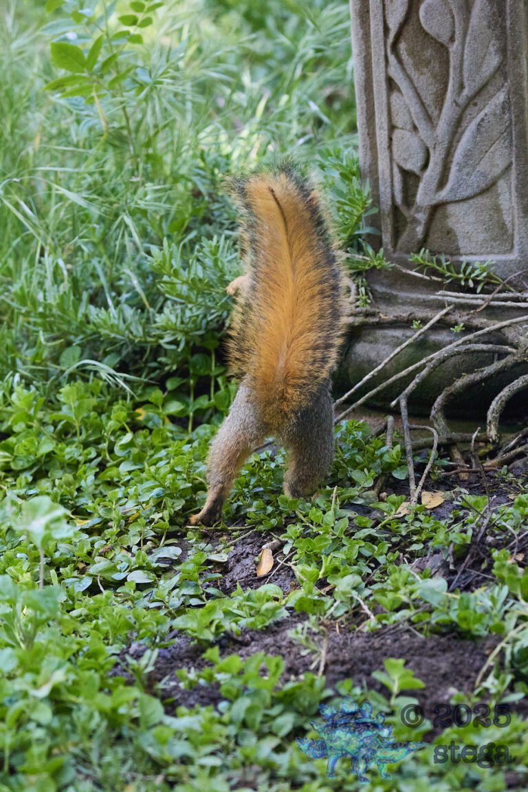 Fox Squirrel