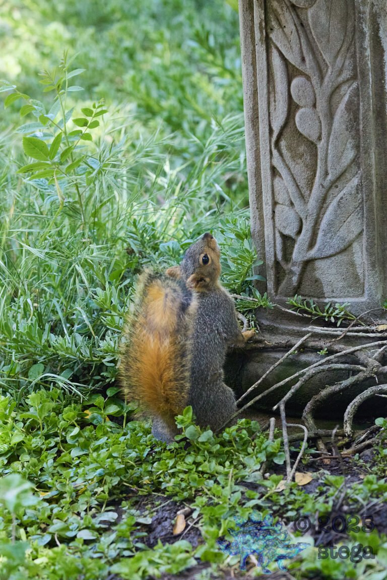 Fox Squirrel