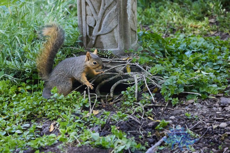 Fox Squirrel
