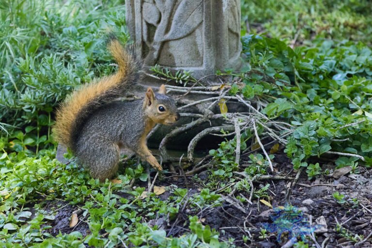 Fox Squirrel