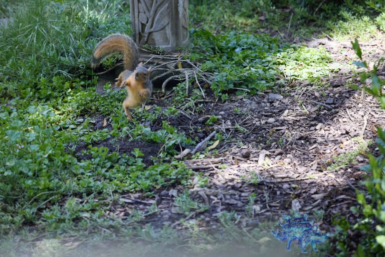 Fox Squirrel