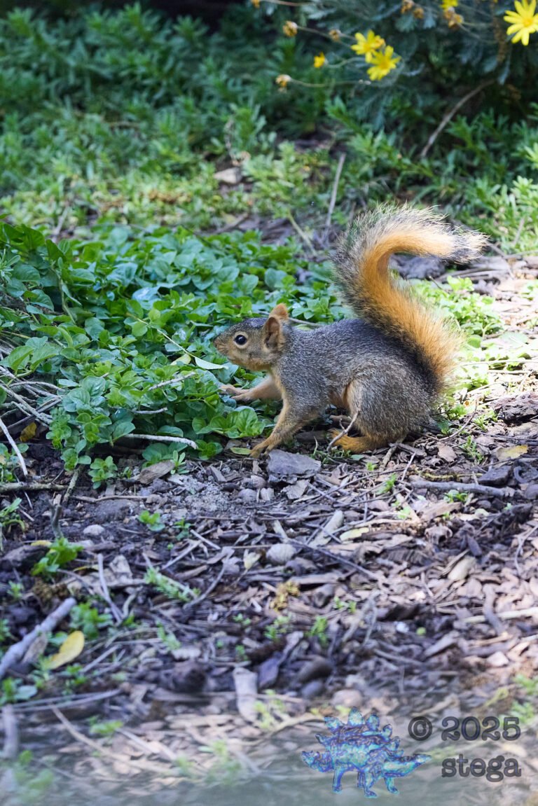Fox Squirrel