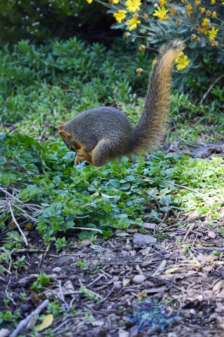 Fox Squirrel