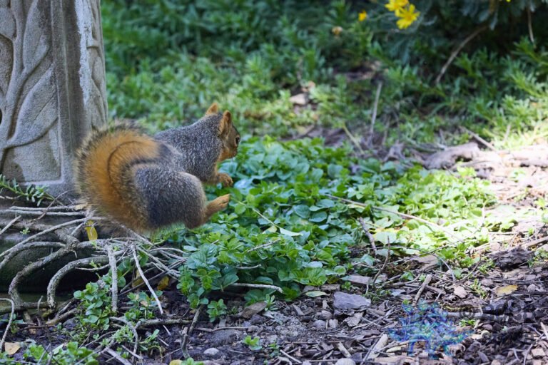 Fox Squirrel